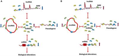 Frontiers | Molecular Insight Into The Therapeutic Potential Of Long ...